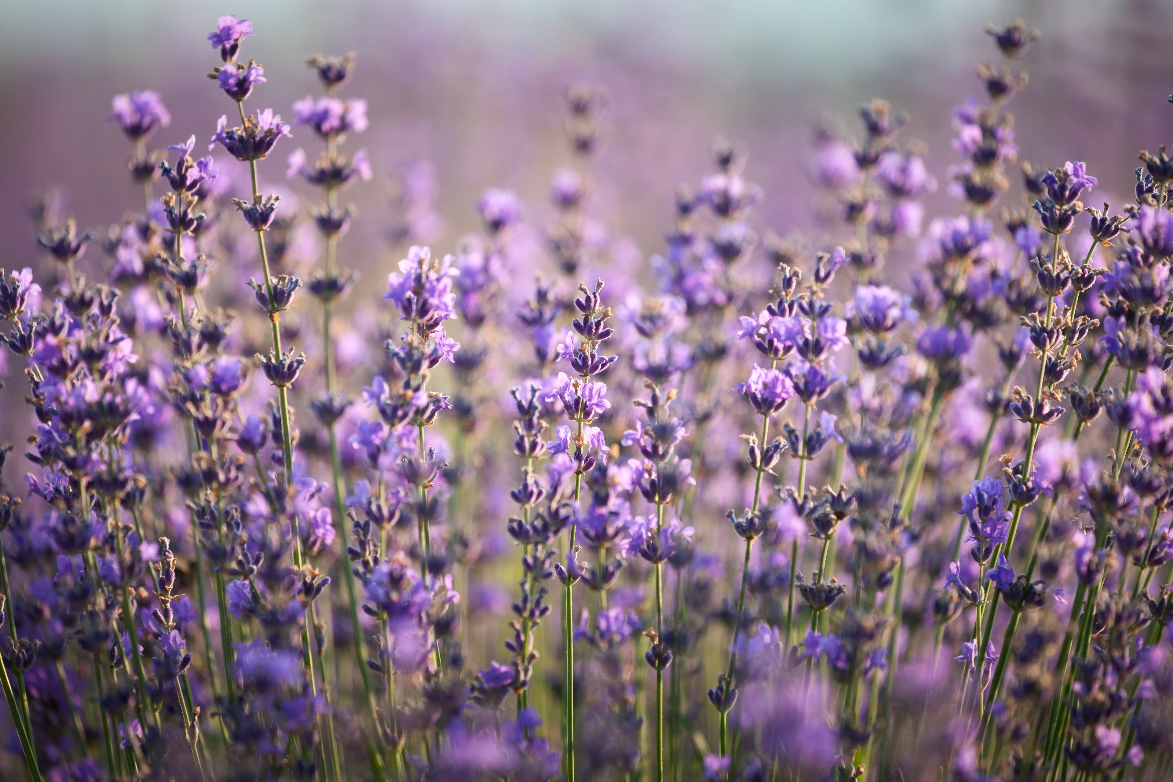 Lavender