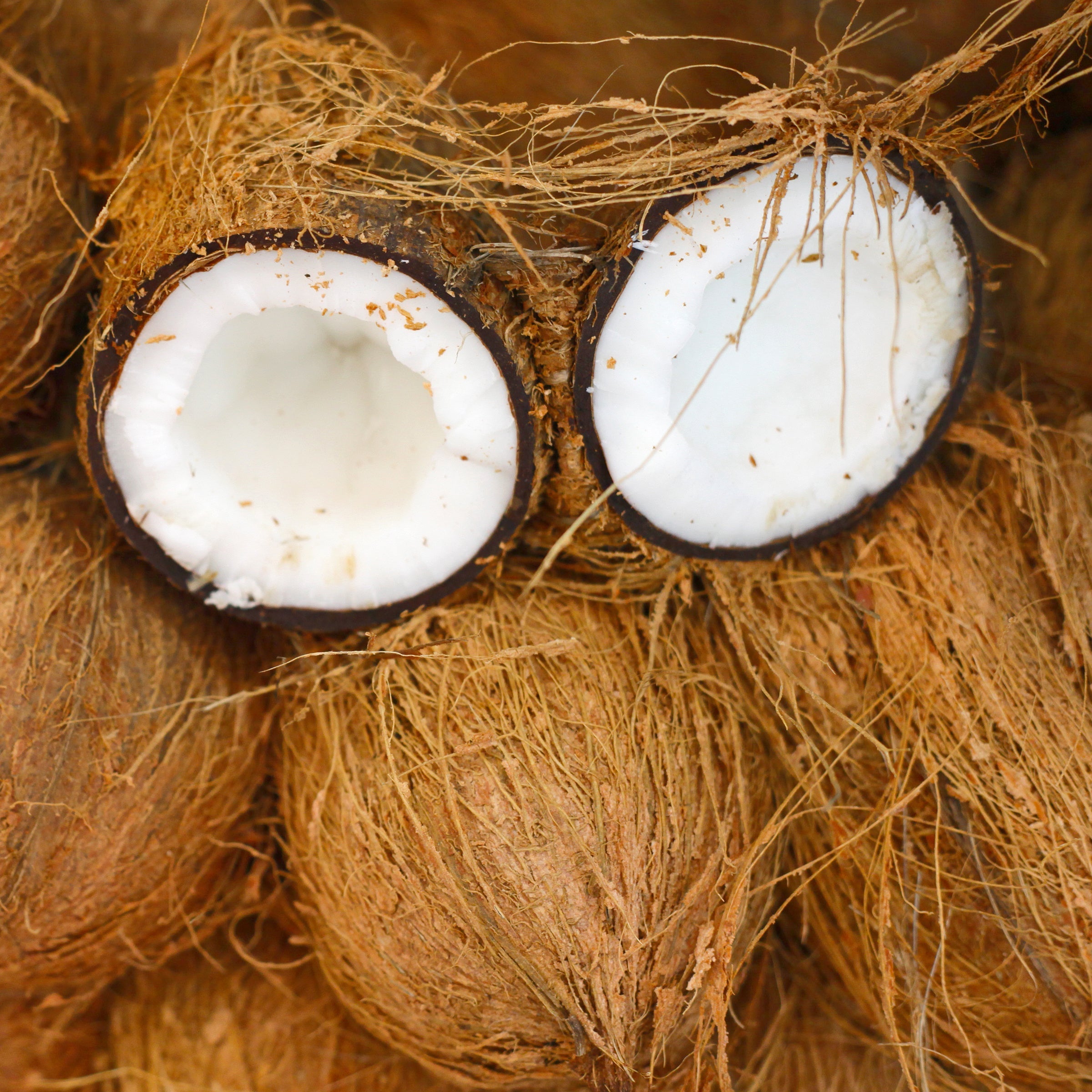 Coconut